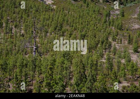 Forêt jeune de pin de l'île des Canaries Pinus canariensis. Banque D'Images