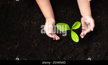 petite plantule jeune arbre dans le sol noir sur les mains de l'enfant Banque D'Images