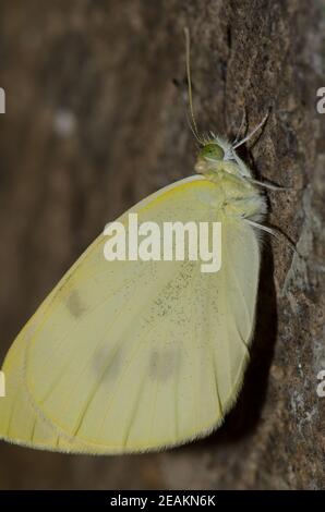 Petite femelle blanche Pieris rapae sur un rocher. Banque D'Images