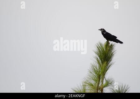 Les îles Canaries raven Corvus corax canariensis sur un arbre. Banque D'Images