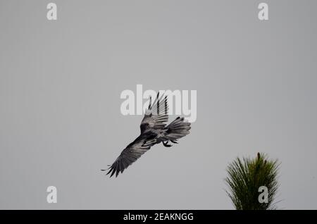 Les îles Canaries raven Corvus corax canariensis en vol. Banque D'Images