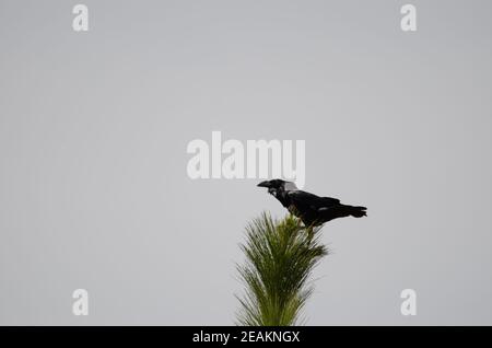 Les îles Canaries raven Corvus corax canariensis sur un arbre. Banque D'Images