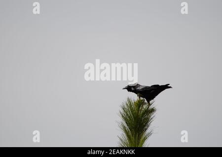 Les îles Canaries raven Corvus corax canariensis sur un arbre. Banque D'Images