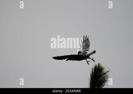 Les îles Canaries raven Corvus corax canariensis en vol. Banque D'Images