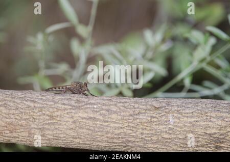 Assassin Fly Promacus latitarsatus sur une succursale. Banque D'Images