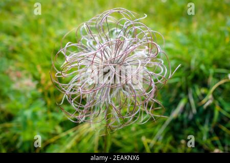 Anémone alpine, Pulsatilla Alpina dans le Parc national de la Vanoise, France Banque D'Images