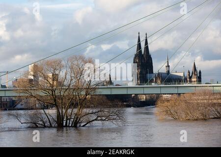 Inondation à Cologne 2021, vue de Poller Wiesen en aval à la cathédrale . Poller Wiesen inondé, les arbres se trouvent dans l'eau du Rhin. Rhin, Severinsbri Banque D'Images