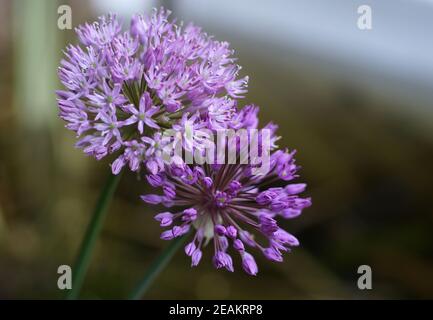 Deux belles fleurs d'oignon violet. Type cultivé Allium hollandicum. Banque D'Images