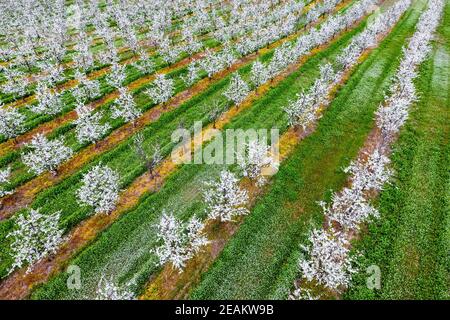 Les jeunes fleurs prune jardin, vue d'en haut. Durée du drone sur le jardin fleuri. Banque D'Images