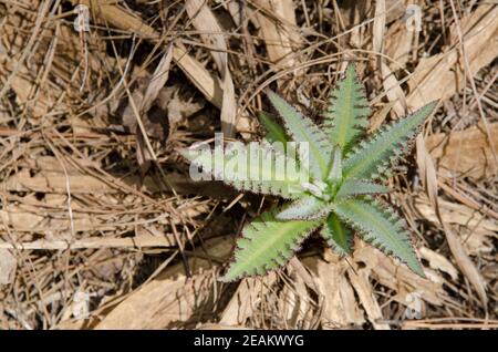 Jeune pousse de Sonchus acaulis dans une forêt. Banque D'Images