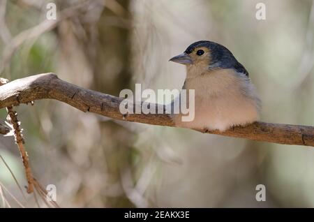 Chaffin commun Fringilla coelebs canariensis reposant sur une branche. Banque D'Images