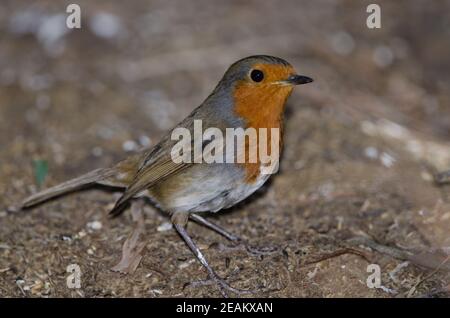 Robin erithacus rubecula superbus au sol. Banque D'Images