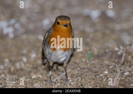 Robin erithacus rubecula superbus au sol. Banque D'Images