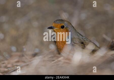 Robin erithacus rubecula superbus au sol. Banque D'Images