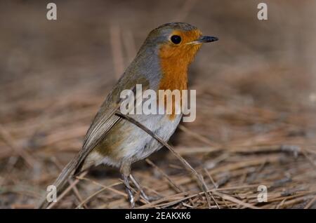 Robin erithacus rubecula superbus au sol. Banque D'Images