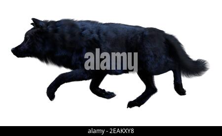 Le Rendu 3D Loup Noir sur Blanc Banque D'Images