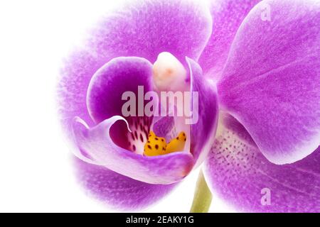 Gros plan sur le violet Orchid Banque D'Images