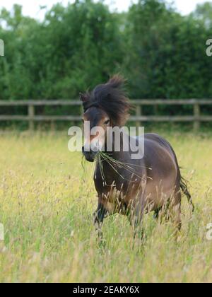 Une race rare Exmoor poney traverse un enclos de longues herbes d'été. Banque D'Images