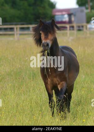 Une race rare Exmoor poney traverse un enclos de longues herbes d'été. Banque D'Images