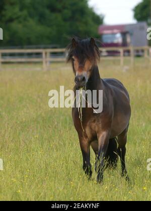 Une race rare Exmoor poney traverse un enclos de longues herbes d'été. Banque D'Images