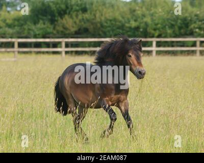 Une race rare Exmoor poney traverse un enclos de longues herbes d'été. Banque D'Images