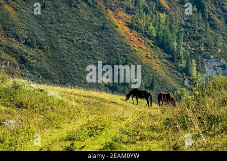 Les chevaux se broutent dans les prairies parmi les contreforts de l'Altaï montagnes Banque D'Images