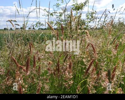 Wolliges Honigras (Holcus lanatus) - Blütenstand Banque D'Images