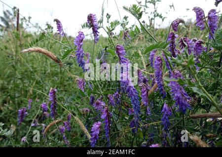 Vesce touffeté, vesce de vache, vesce d'oiseau, vesce bleue ou vesce boréale (Vicia cracca), plante à fleurs Banque D'Images