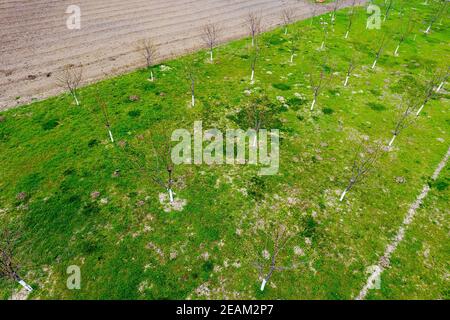 Cherry Orchard prévues. Les jeunes arbres de cerise douce. Pelouse dans le jardin de la cerise douce. Banque D'Images