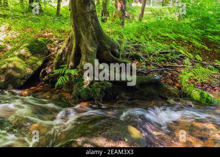 Ruisseau avec racines d'arbre dans une forêt. Paysage avec ruisseau de montagne peu profond dans la forêt, pierres humides dans le lit de rivière et l'eau claire en mouvement, magnifique natur Banque D'Images