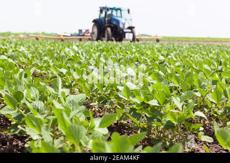 Champ de soja vert mûrissant, agriculteur conduisant le tracteur en arrière-plan Banque D'Images