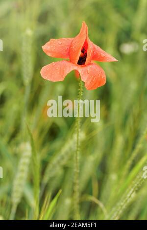 Jeune fleur de pavot rouge sauvage fraîche, fleur couverte de gouttes de pluie poussant dans le champ vert de blé non mûr, détail gros plan Banque D'Images