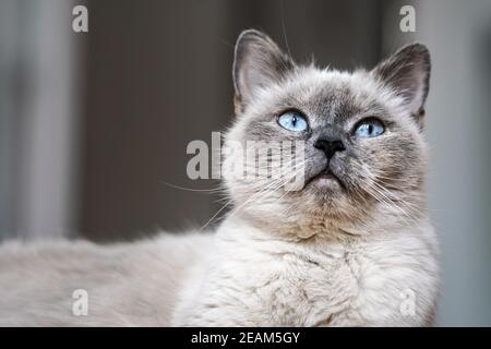 Chat gris plus ancien avec yeux bleu perçant, détail gros plan Banque D'Images