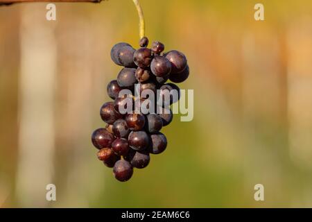 Raisins de vin rouge très mûrs Banque D'Images