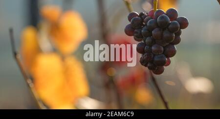 Dernier raisin de vin rouge mûr en automne Banque D'Images