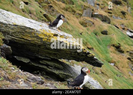 Des macareux aux îles Skellig Banque D'Images