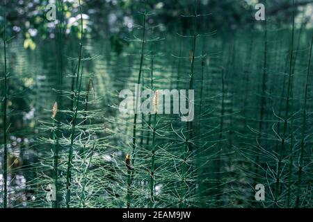 l'horsetail pousse dans un marécage, ancienne plante primitive Banque D'Images