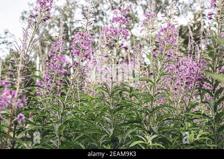 Domaine des fleurs de sally en fleurs, thé sauvage à base de plantes médicinales de saule ou Epilobium. Saule-herbe, plante médicinale, herborisme. Thé russe Ivan Banque D'Images