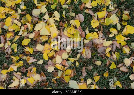 Feuilles aux couleurs automnales sur un pré Banque D'Images