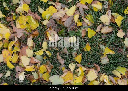 Feuilles d'automne colorées sur un pré vert Banque D'Images