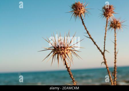 Un gros plan de thistles secs dans la côte d'Ayia Napa à Chypre, artichaut sauvage, ciel bleu et mer flou d'arrière-plan Banque D'Images