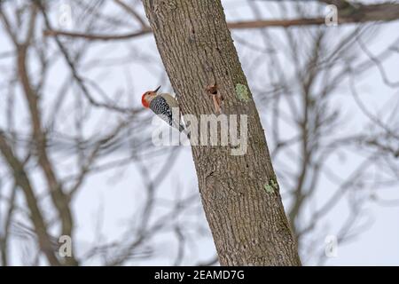 Alimentation de pics à ventre rouge dans la forêt Banque D'Images