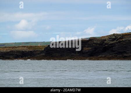 Visite des dauphins de la côte de Carrigaholt Banque D'Images