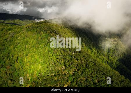 Vue aérienne sur la forêt tropicale du parc national Border Ranges, classée au patrimoine mondial. Banque D'Images
