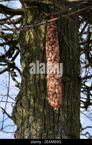 L'arachide comme nourriture pour les oiseaux est suspendue dans un arbre en hiver. Concentrez-vous sur les arachides Banque D'Images