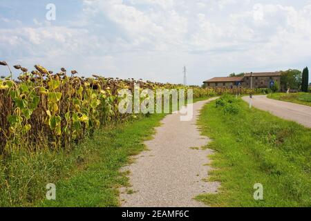 Un champ de séchage de tournesols en août à Friuli-Venezia Giulia, au nord-est de l'Italie à côté d'une piste cyclable. Une ancienne ferme en pierre peut être vue à l'arrière Banque D'Images