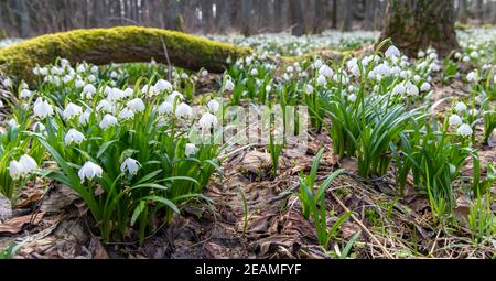 La forêt au début du printemps avec le printemps, Flocon, Vysocina République Tchèque Banque D'Images