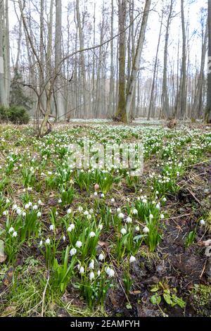 La forêt au début du printemps avec le printemps, Flocon, Vysocina République Tchèque Banque D'Images