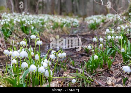 La forêt au début du printemps avec le printemps, Flocon, Vysocina République Tchèque Banque D'Images