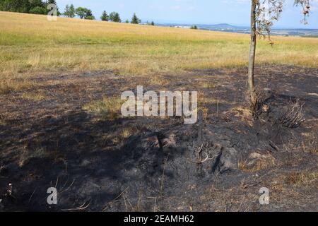 Arson sur un bord de forêt Banque D'Images